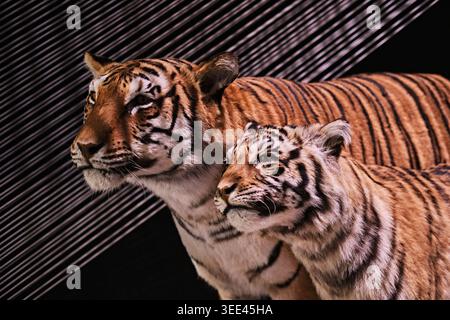 Lyon, France - March 19, 2026: Close-up taxidermy portrait of two tigers against a striped geometric background at the Musee des Confluences Stock Photo