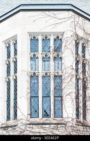 Tall Gothic windows with diamond panes and climbing vines on the pale stone facade of a historic collegiate building. Stock Photo