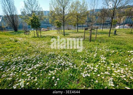 Lyon, France - March 19, 2026: Spring meadow with white daisies and trees in a riverside park in the Confluence district Stock Photo