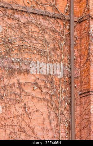 Close-up of red brick colonial wall covered with dry climbing vines and weathered architectural details. Stock Photo