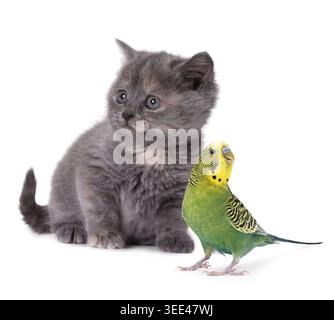 Adorable cat and parrot on white background. Lovely pets Stock Photo
