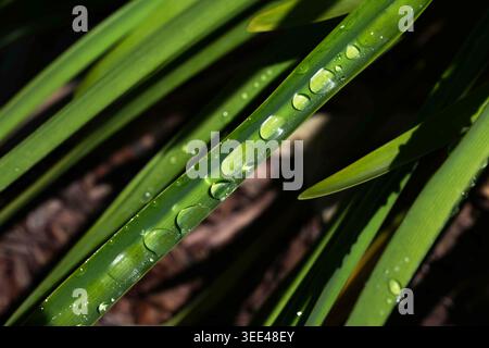 Rain drops on agapanthus leaf in natural sunlight Stock Photo