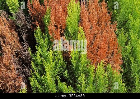 Drought and Disease Damage on a Green Cypress Hedge. Bright green healthy foliage contrasts sharply with dead, brown, and dry branches. Stock Photo