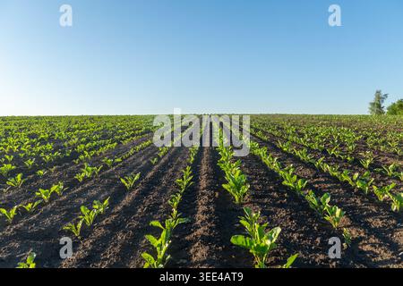 Green plants grow in neat rows across a field with dark earth under a clear blue sky. The sun shines brightly on the crops during daytime. Stock Photo