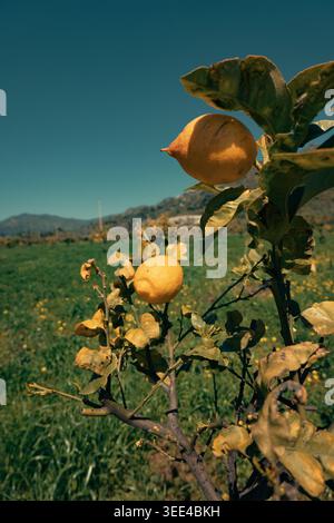 Close-up of vibrant yellow lemons hanging on a branch in a sunlit orchard in Alcantara, Sicily, Italy. The fruits stand out against blurred green fiel Stock Photo