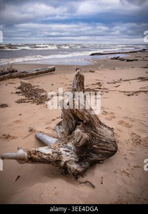 Weathered driftwood on stormy Baltic Sea beach in Latvia Stock Photo