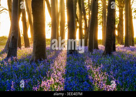 View of Bluebell Woodlands with vibrant purple flowers carpeting the forest floor under golden sunlight streaming through tall trees Oxfordshire, Unit Stock Photo