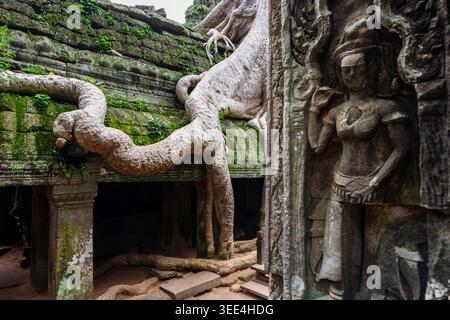 Detail of the iconic Ta Prohm temple in Angkor, Cambodia. A massive tree root winds over the ancient moss-covered stone structure, next to a finely ca Stock Photo