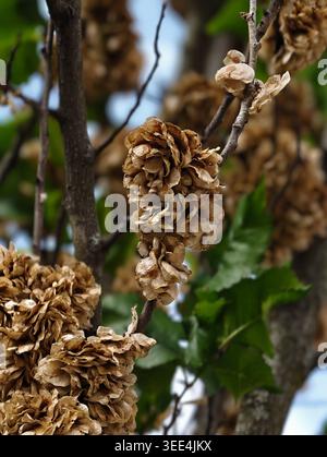 Dried Seed Clusters On Branch, Muted Brown Tones, Papery Bracts Curling Around Stems, Shallow Depth Of Field, Green Leaves In Background, Late Season Stock Photo