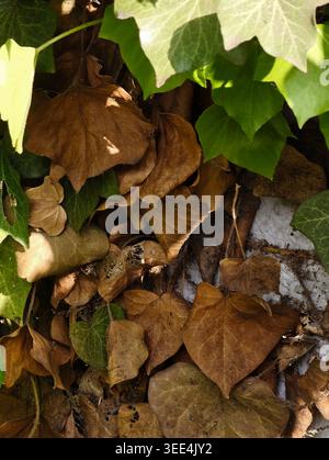 Green Ivy Over Brown Decayed Leaves Forming Layered Contrast Against Peeling Paint And Mottled Wall, Heartshaped Glossy Foliage Juxtaposed With Wilted Stock Photo