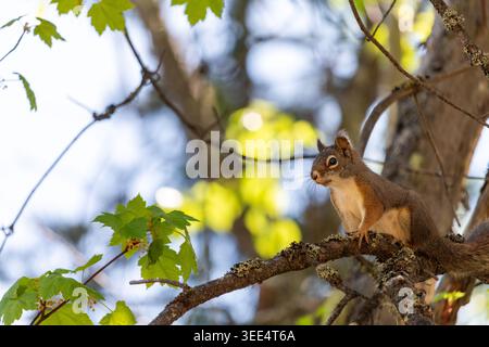 American Red Squirrel (Tamiasciurus hudsonicus) sitting on a tree branch Stock Photo