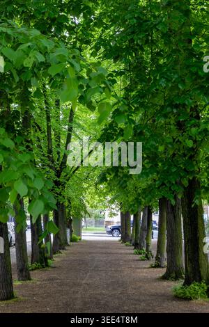 Symmetric row of vibrant green deciduous trees creating a natural canopy over a quiet dirt walkway in a suburban neighborhood during springtime. Stock Photo