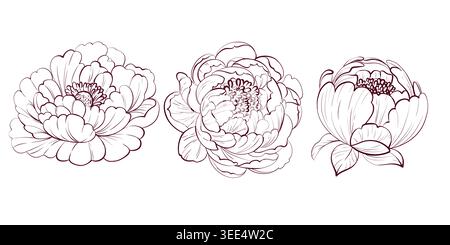Peony set floral collection. Botanical elements for design, decor and wedding invitations Stock Vector