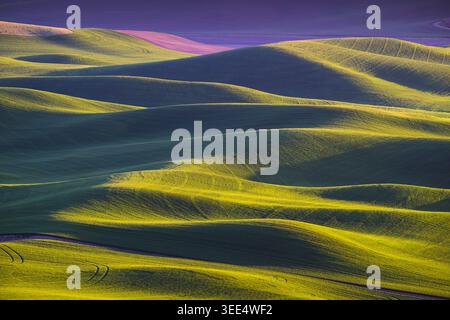 Rolling lush green landscape in the Palouse Region with wheat growing on farmland Stock Photo