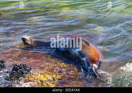 Steller sea lion hauled out on rocky shore covered in mussels at Bowen Island British Columbia Canada Stock Photo