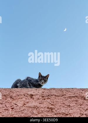 cat sitting on the roof under a crescent moon Stock Photo