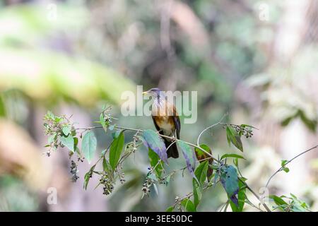 Rufous-backed Thrush Perched on a Berry-Laden Branch Stock Photo