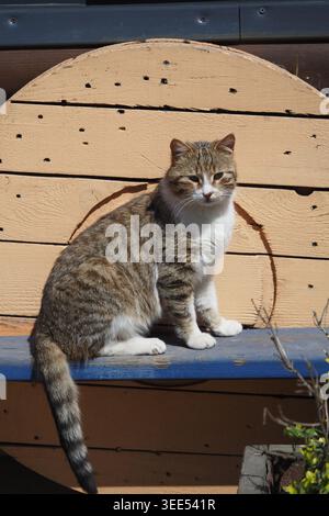 Cat resting on wooden bench by a wall in daylight Stock Photo