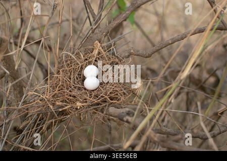 Two spotted dove eggs rest in a fragile twig nest, hidden among dry branches, symbolizing peace, care, and new life. Stock Photo