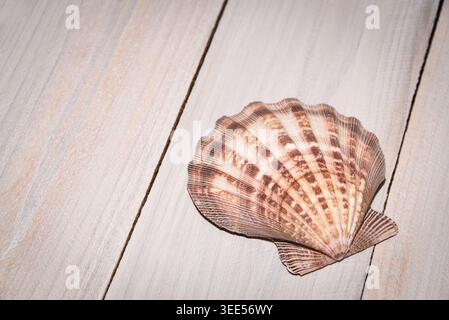 Seashell on whitewashed painted boards Stock Photo