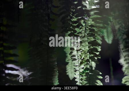 many fronds, fern's leaves in the dark scene with sunshine backlight and its flares Stock Photo