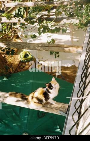 Curious calico cat sitting on a wooden ledge outdoors, looking up at tree branches in a sunlit garden setting, warm nostalgic film photography Stock Photo