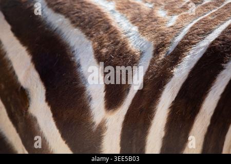 A view of the stripe pattern on a Grant's zebra. Stock Photo