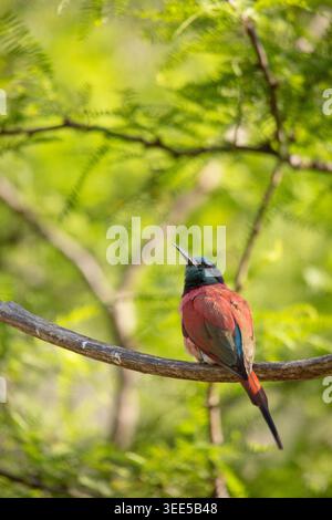 A view of a northern carmine bee-eater, perched on a tree branch. Stock Photo