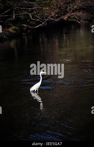 great white egret and great white heron stand alone in the lake with reflection on the surface. Stock Photo