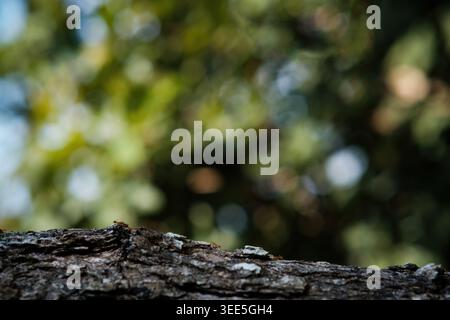 small red ants walking along the tree's bark with light and shade in forest with blurred bokeh of others trees background and just focusing only on th Stock Photo