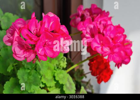 Richly blooming geranium flowers on the windows Stock Photo