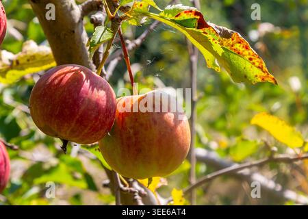 Two ripe red apples hang from a tree branch, surrounded by vibrant green and yellow leaves in an orchard under clear blue skies. Stock Photo