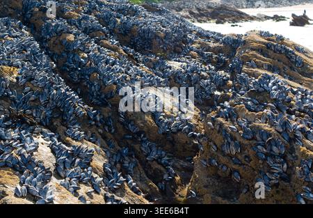 Rocks covered in mussels on Fistral Beach, Newquay, Cornwall Stock Photo