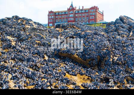 Rocks covered in mussels on Fistral Beach, Newquay, Cornwall and Headland Hotel in background Stock Photo