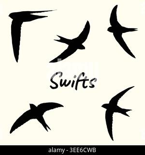 A collection of five vector silhouettes of swifts in various flying poses. The text 'Swifts' is placed in the center of the image. Stock Vector