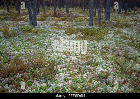 White reindeer moss (Cladonia rangiferina), a kind of lichen in the forest of the Lahemaa National Park, Estonia, Europe Stock Photo