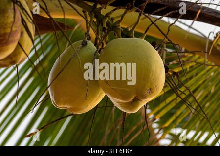 Close-up of young green coconuts hanging in cluster on coconut palm tree, Cocos nucifera, Kerala, India Stock Photo