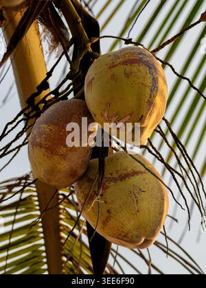 Close-up of young green coconuts hanging in cluster on coconut palm tree, Cocos nucifera, Kerala, India Stock Photo