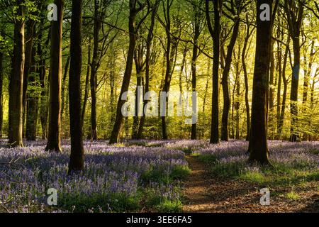 View of Bluebell Woodlands with a carpet of purple flowers under tall trees and golden sunlight filtering through the canopy in Oxfordshire, United Ki Stock Photo