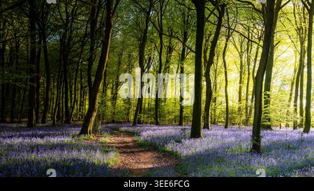 View of Bluebell Woodlands with a carpet of purple flowers under a lush green forest canopy in Oxfordshire, United Kingdom. Stock Photo