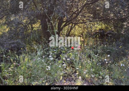 Wild daisies and poppies blooming under the shade of an olive tree in Greece Stock Photo