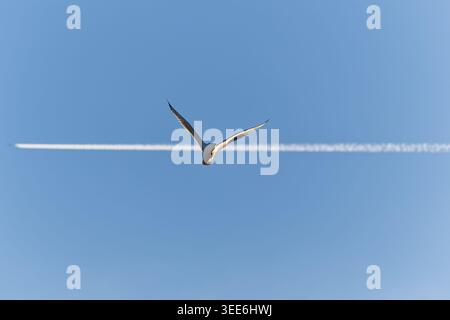 A seagull flies across a white jet contrail against a clear blue sky, wings spread wide in mid air. Stock Photo