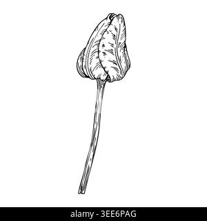 Tulip flower closed bud on the stem elegant black ink drawing, fine line art, detailed botanical sketch with delicate petals. Hand-drawn monochrome Stock Vector