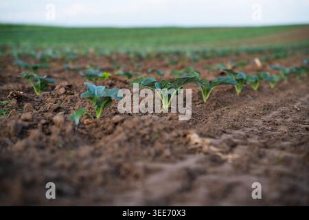Young seedlings growing in rows on agricultural field during spring season, symbolizing growth and renewal Stock Photo