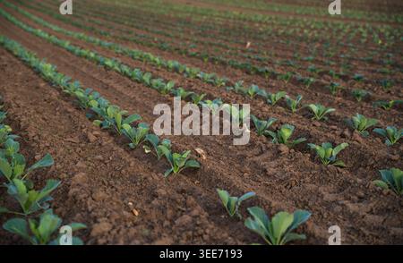 Young cabbage plants growing in neat rows on fertile brown soil, symbolizing new life, agriculture, and sustainable farming Stock Photo