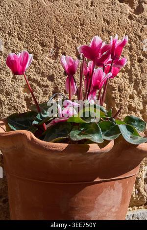 Close up of vibrant pink and white cyclamen flowers blooming in a traditional terracotta pot against a rustic stone wall background. Stock Photo