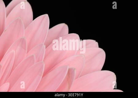 Macro detail of pink gerbera daisy (Gerbera jamesonii) petals showing delicate surface texture, fine venation, and color gradation toward the tip. Stock Photo