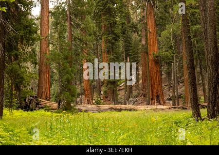 Large Sequoia Trunk Fallen Across A Meadow In Sequoia national Park Stock Photo