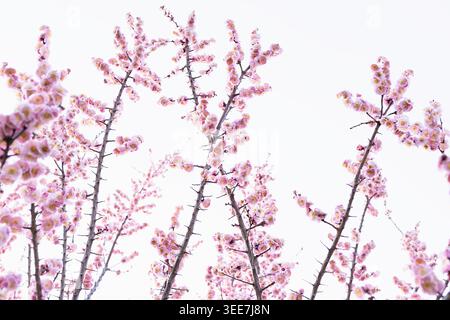 Pink cherry blossom branches in full bloom against a white overcast sky. Delicate sakura flowers create an ethereal springtime scene ideal for seasona Stock Photo