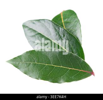 Fresh laurel leaves isolated on white background. Bay leaf herb. Clipping path Stock Photo